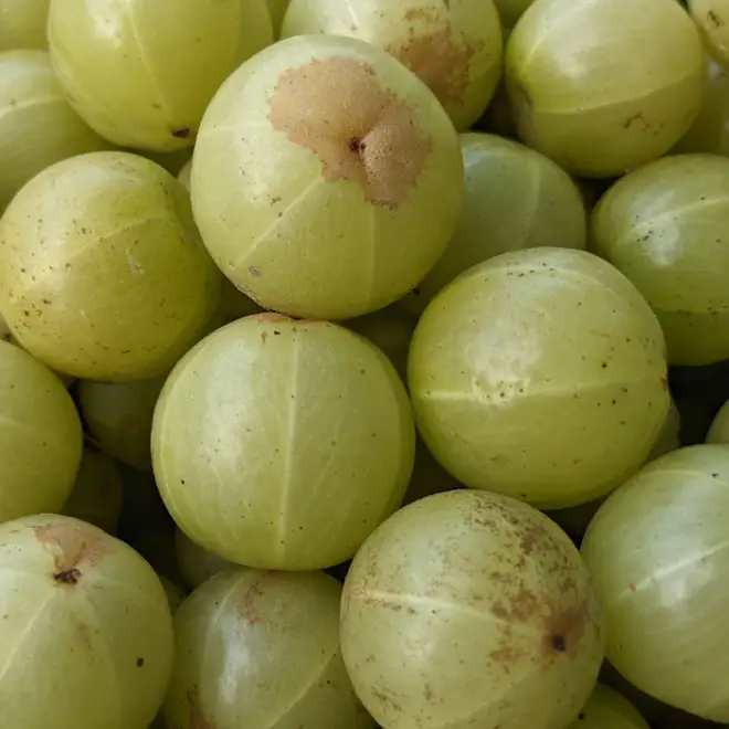 A pile of fresh amla (Indian gooseberries)