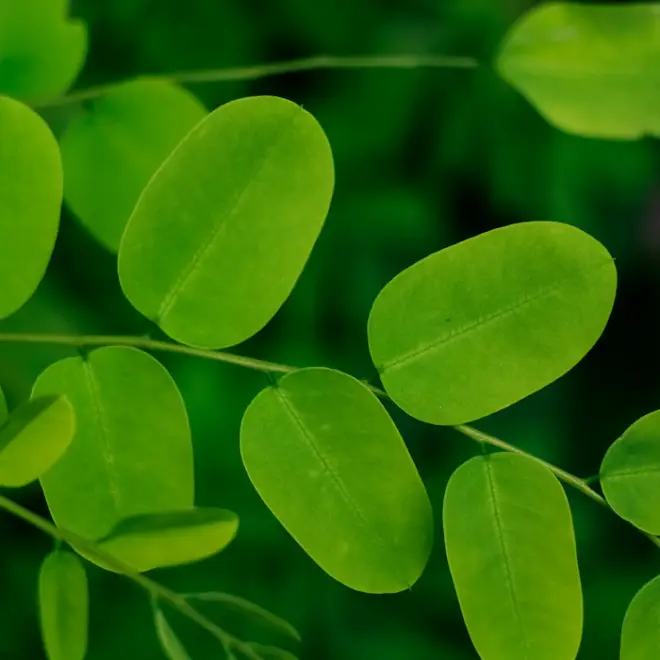 Bright green moringa leaves
