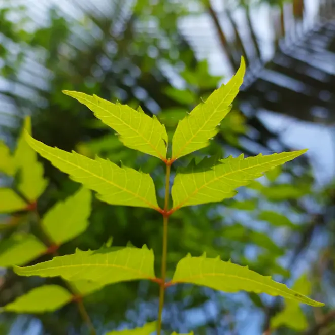 Neem leaves against the sky