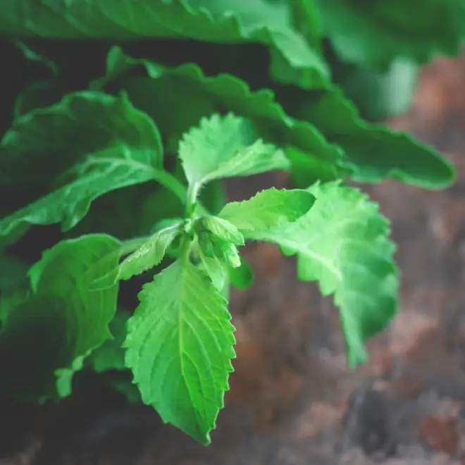 Fresh tulsi (holy basil) leaves