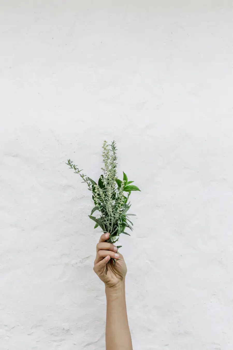 A hand holding a bunch of fresh herbs against a white wall